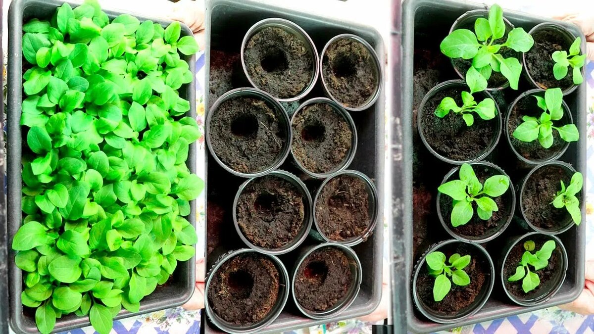 Пикировка рассады: когда проводить и как не погубить молодые растения