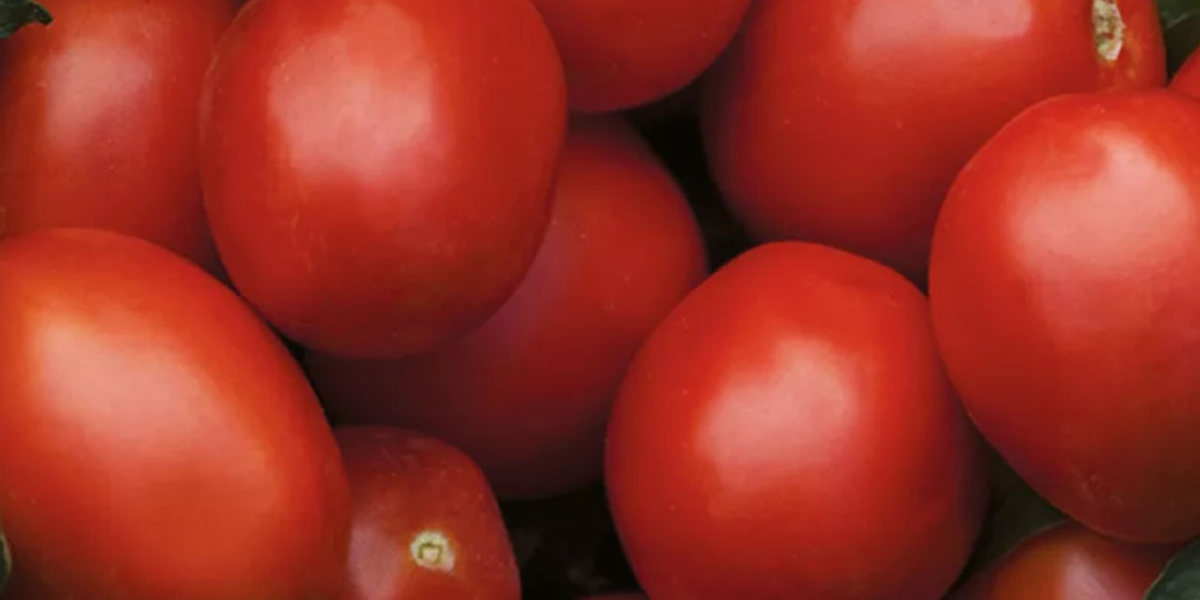 Топ-5 низкорослых томатов для консервации, которые завалят урожаем — миф о том, что "малыши" хуже высоких, развеян на практике.