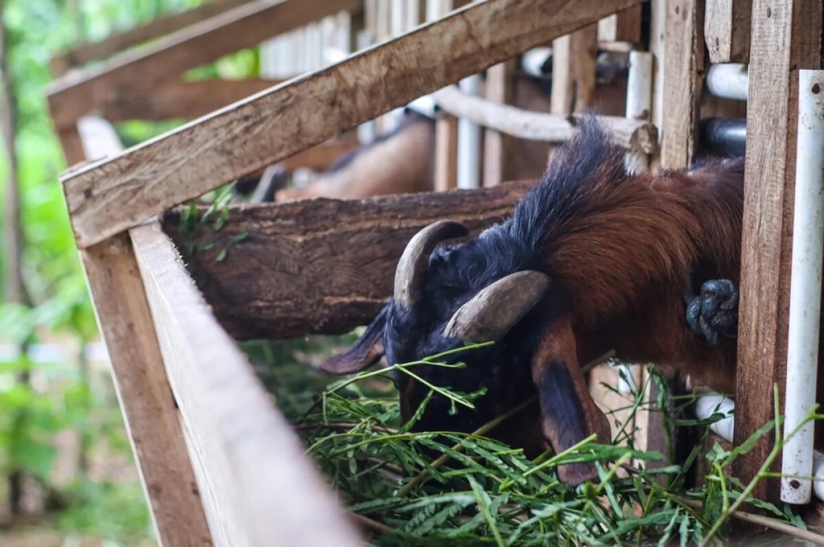    В российской традиции устойчива связка: раз коза, значит — доить и делать козий сыр.