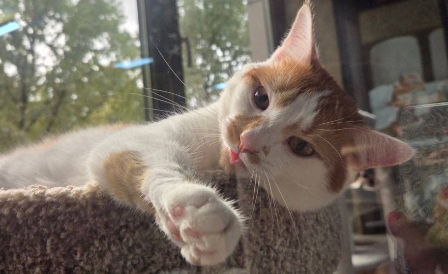 Самая очаровательная кошечка Зооцентра ищет дом и любящую семью. Когда же ее заметят?