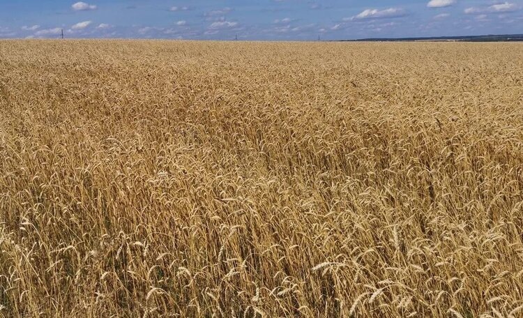    Фото: Лукьянов Дмитрий, AgroXXI.ru