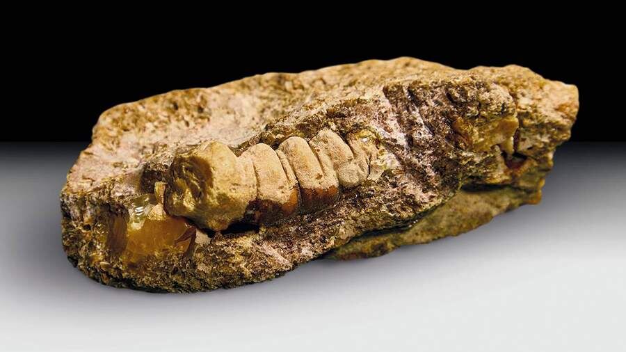    Фото: ambercombine.ru