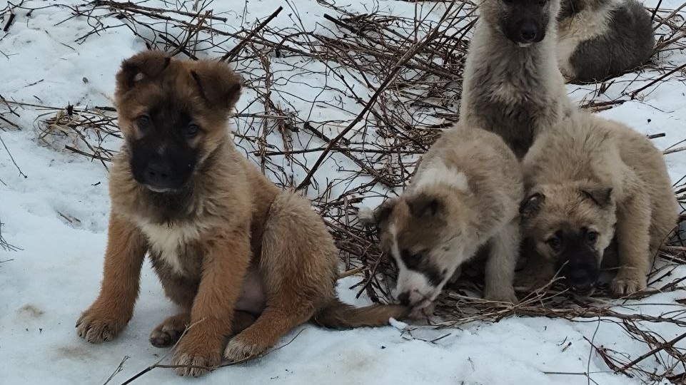 Долги, голод и полное отчаяние! СОС!