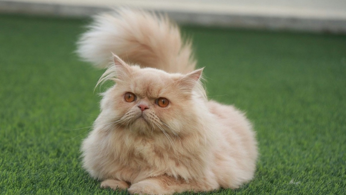    У представителей этой породы допустимы однотонные, рисунчатые и пятнистые окрасы