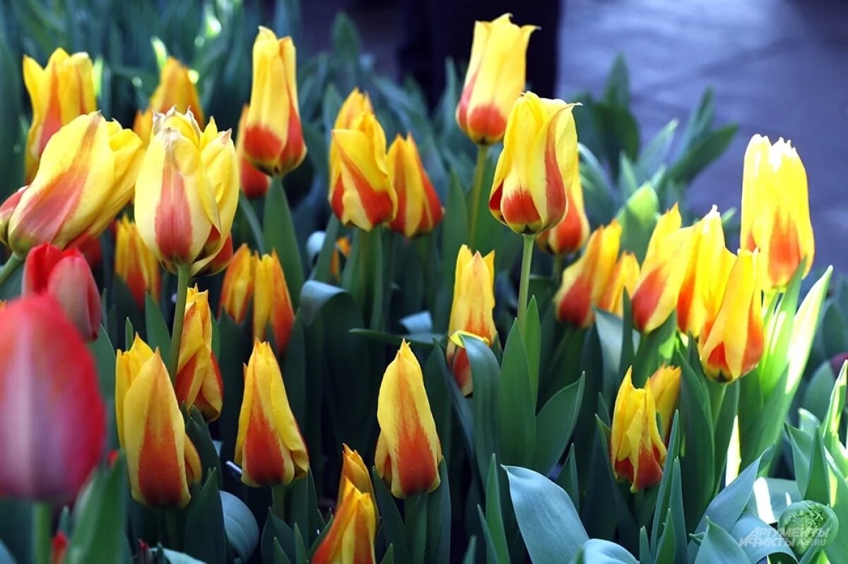    Жителям Тверской области рассказали, как выбрать хорошие тюльпаны