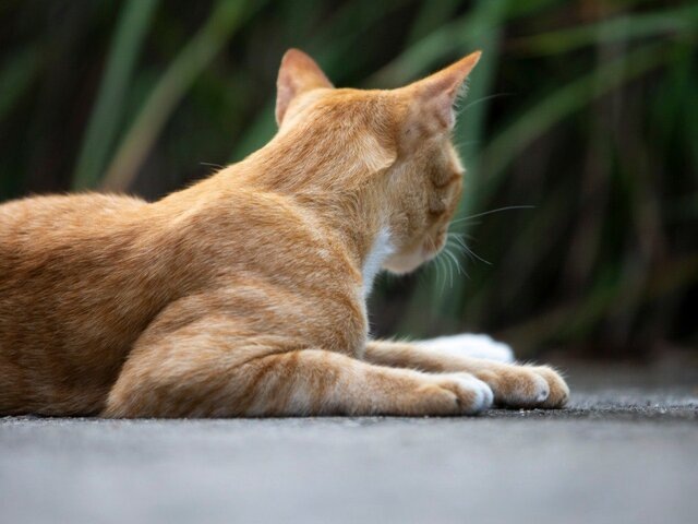    Фото: 123RF.соm/champsurasan