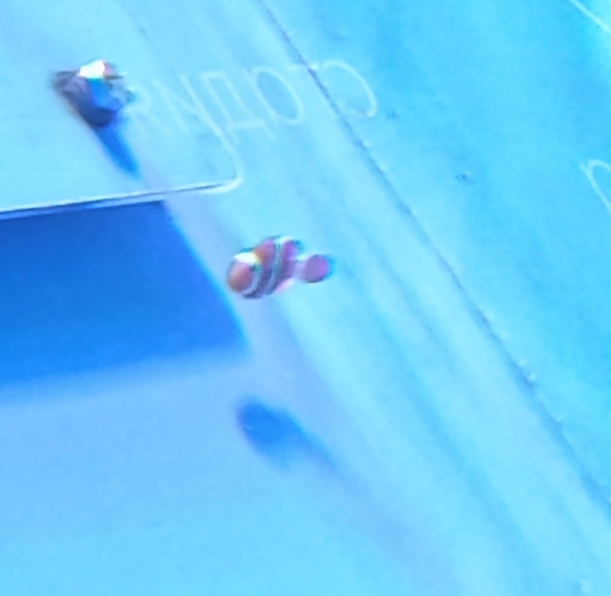 Поздравляю, вы нашли Немо! (Amphiprion ocellaris)