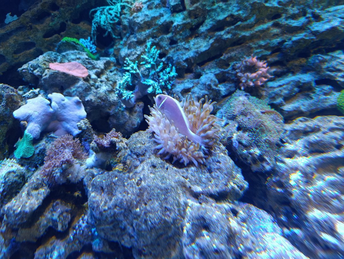 Розовый клоун (Amphiprion perideraion) облюбовал себе пузырчатую актинию. 