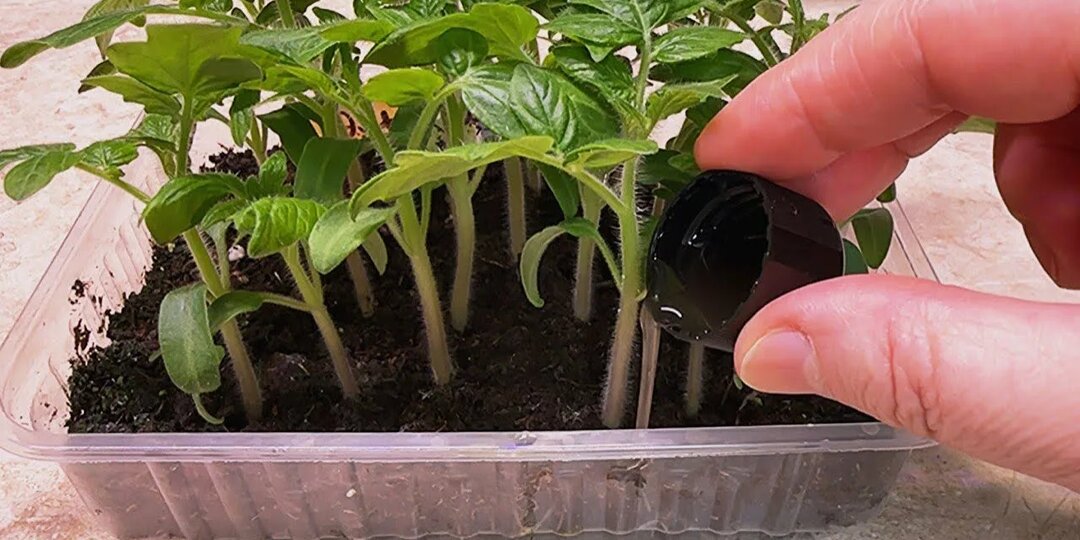 Подкормка рассады в марте: первая «еда» для томатов, перцев и цветов