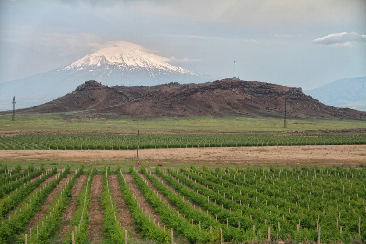 Виноградники. Фото из интернета