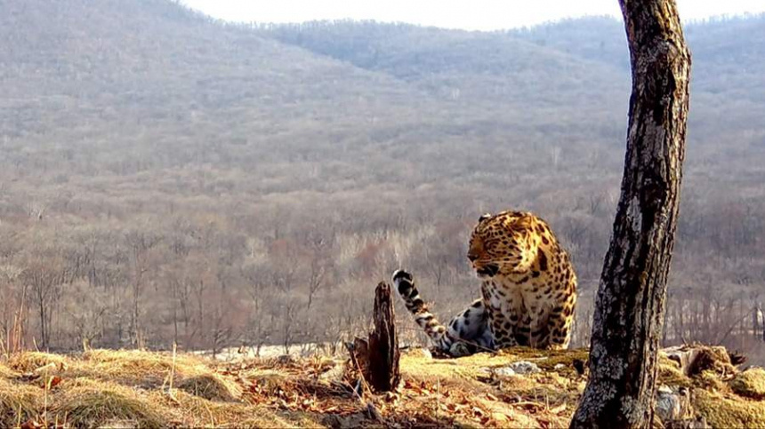    Фото: Национальный парк «Земля леопарда»; 5-tv.ru