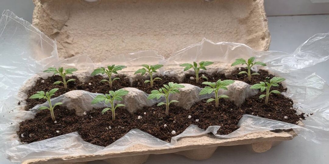 Проращивание томатов в яичных контейнерах – оценила этот способ на 5 баллов из 5