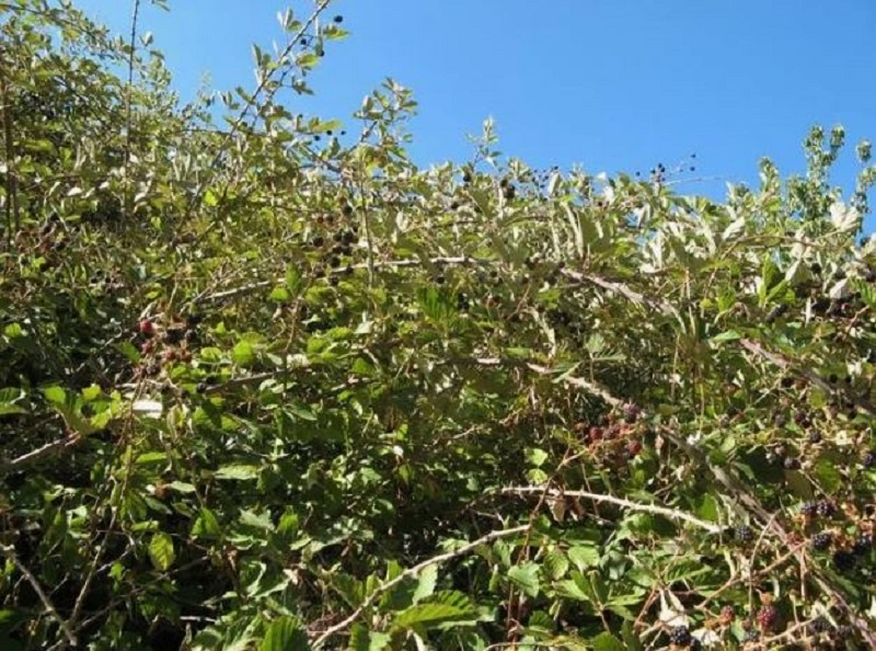 Заросли ежевики на участке. 