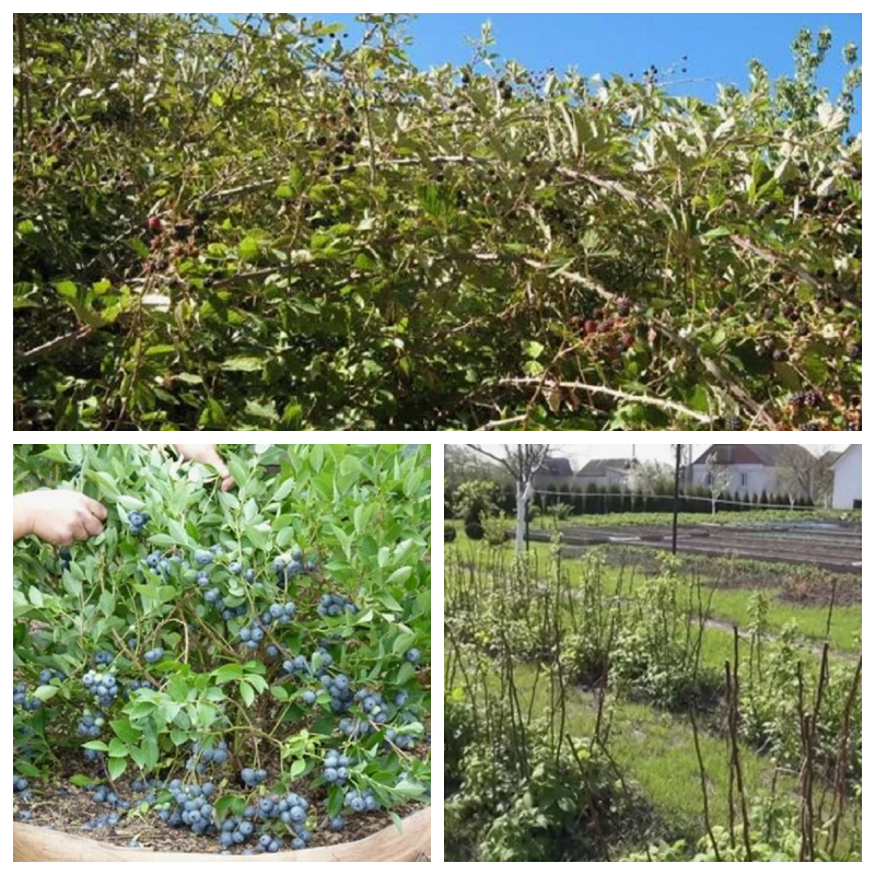 Кустарники, выдающие желаемое за действительное. 