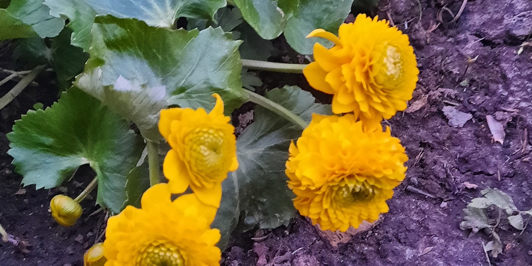 Золото весеннего сада