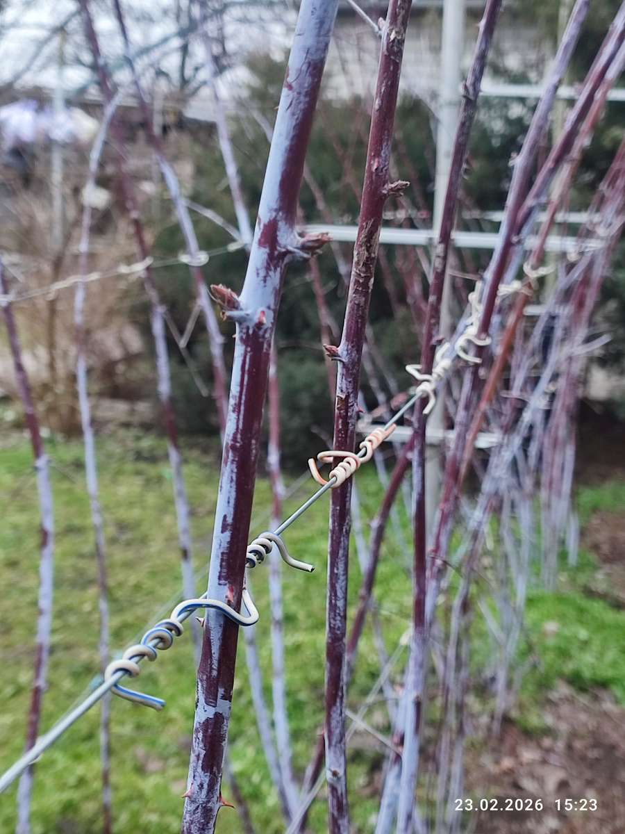 Кусочками кабеля в изоляции подвязываем побеги к проволке 