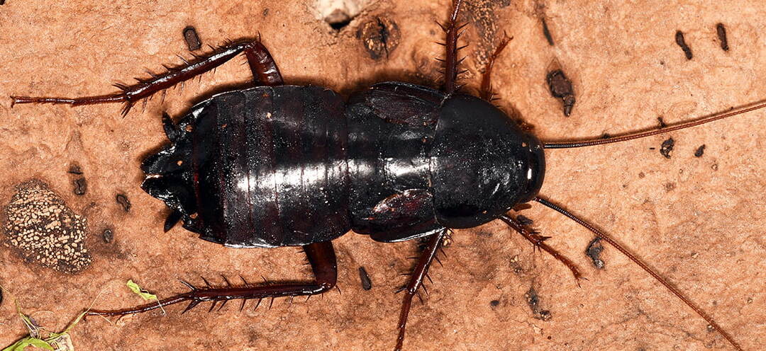 Черные тараканы: как избавиться от незваных гостей