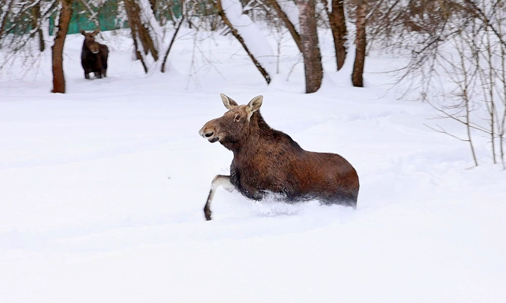    ©АО "ТВ Центр"