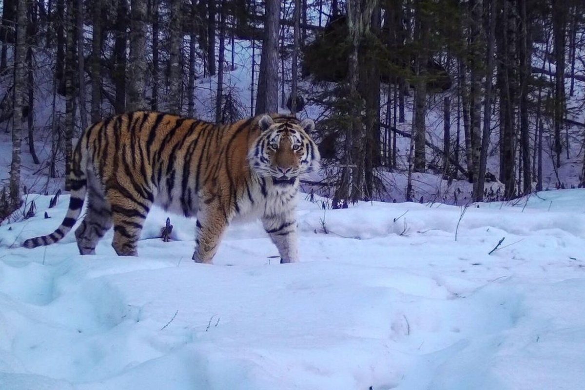    Фото: Центр "Амурский тигр", источник: amur-tiger.ru