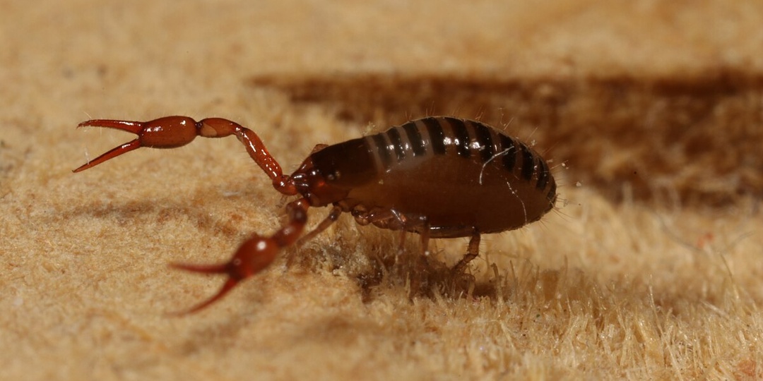 Ложноскорпион: Не давите их, если увидите дома! Они защищают вас!