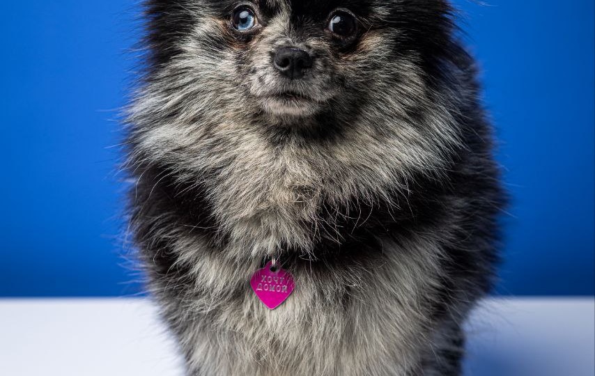 История могла быть совсем другой, но сегодня у Жизни есть шанс на счастливую жизнь💜Заберите собаку из приюта!