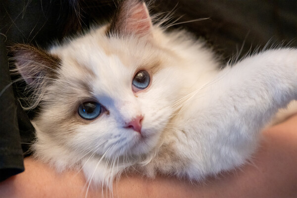 Moomusician/Shutterstock/FOTODOM   📷