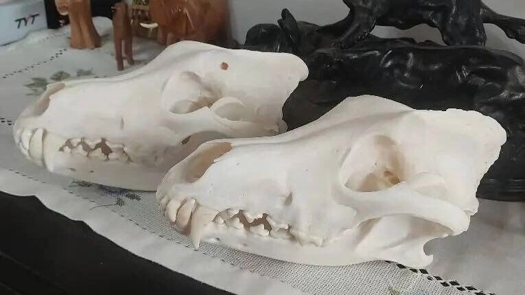    Череп ликвидированного в Ростовской области волка оказался трофейным   предоставил Андрей Жищенко / rostovgazeta.ru