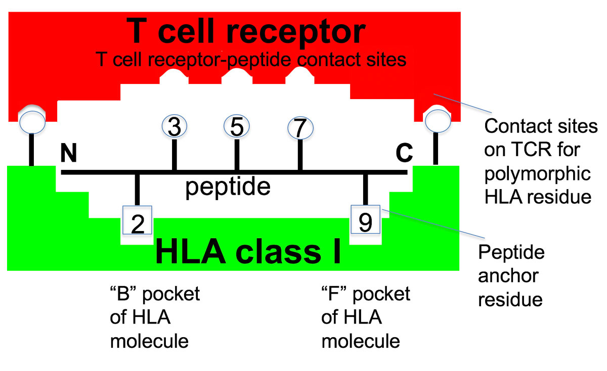 Это схема сэндвича. Внизу HLA 1 класса, далее антиген-пептид (от N конца до С конца, с боковыми ветками, что занимают места в кармашках HLA, 2 и 9) наверху красным рецептор Т лимфоцита, который по бокам распознает саму молекулу HLA, а по центру несколько боковых групп от антигена (3, 5, 7). 