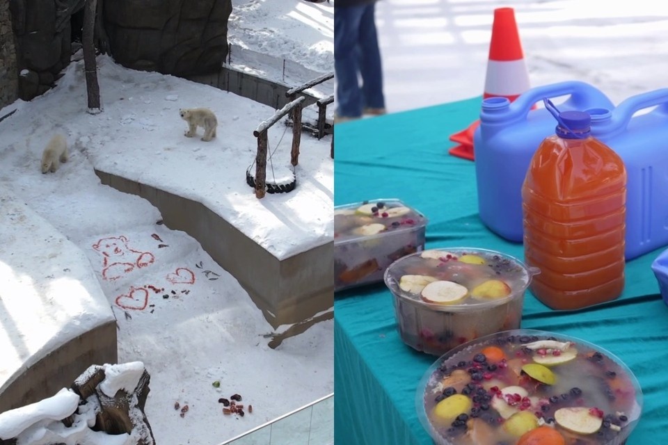    В честь Международного дня полярного медведя. Фото: стоп-кадр из видео Новосибирского зоопарка имени Р. А. Шило.