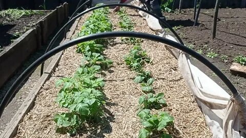 Ранний картофель посадка в марте: технология посадки под агроволокно или в солому