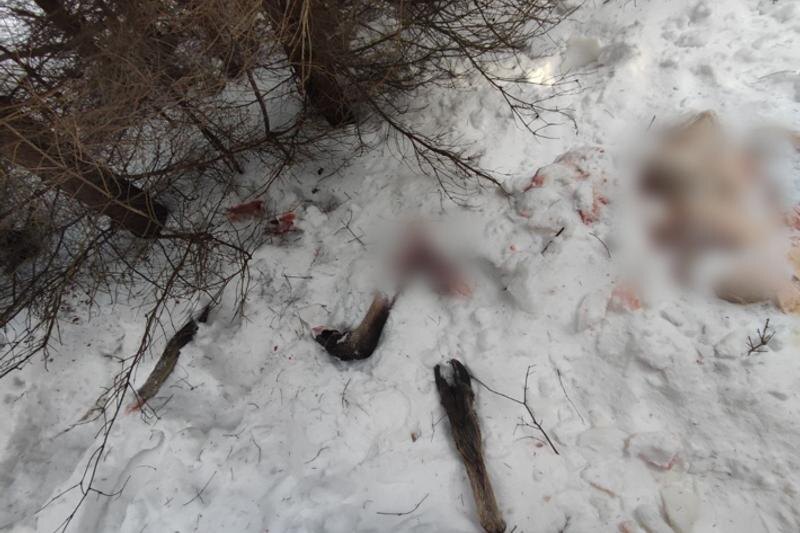    ГУ МВД. Застреленная браконьерами самка лося