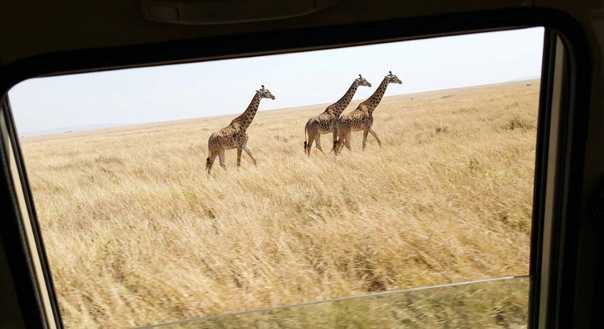 Сафари — это полная перезагрузка.