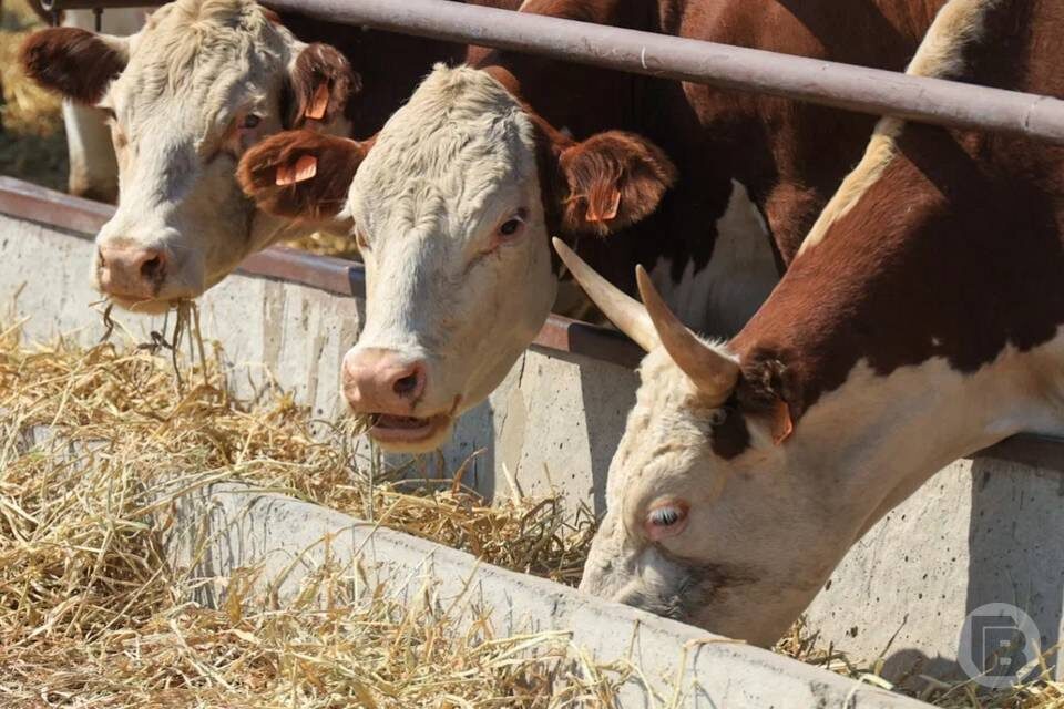    Фото: Дмитрий Рогулин / "Городские вести"