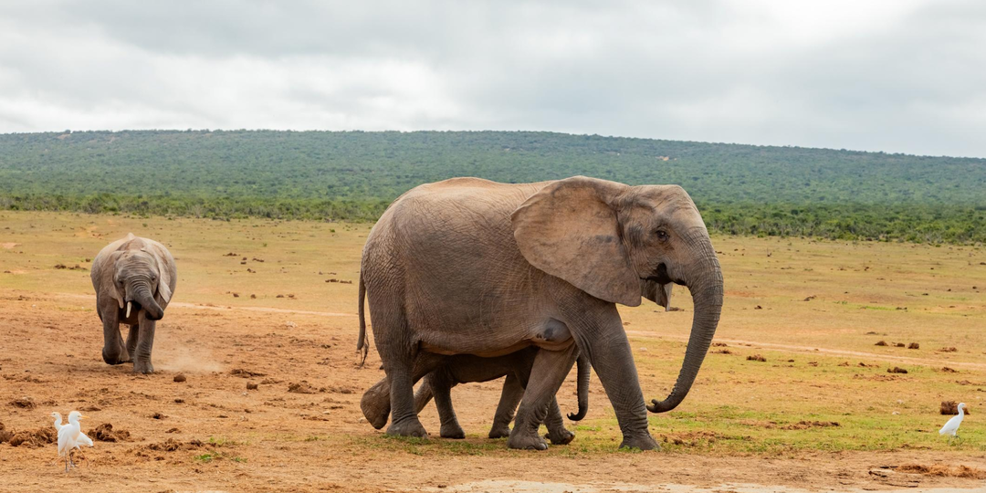 ЮАР: что нужно знать россиянам перед поездкой