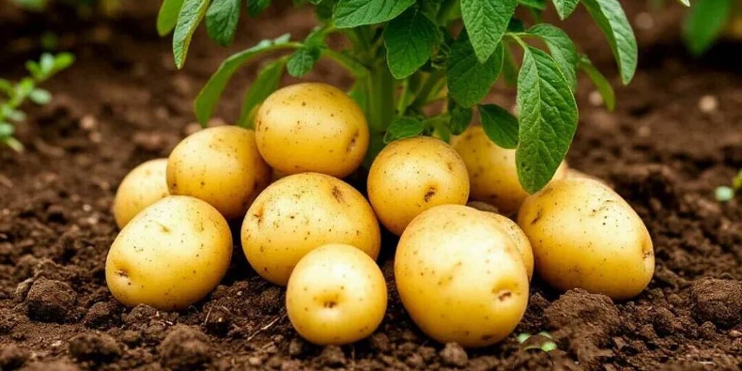 Советы по выращиванию картофеля