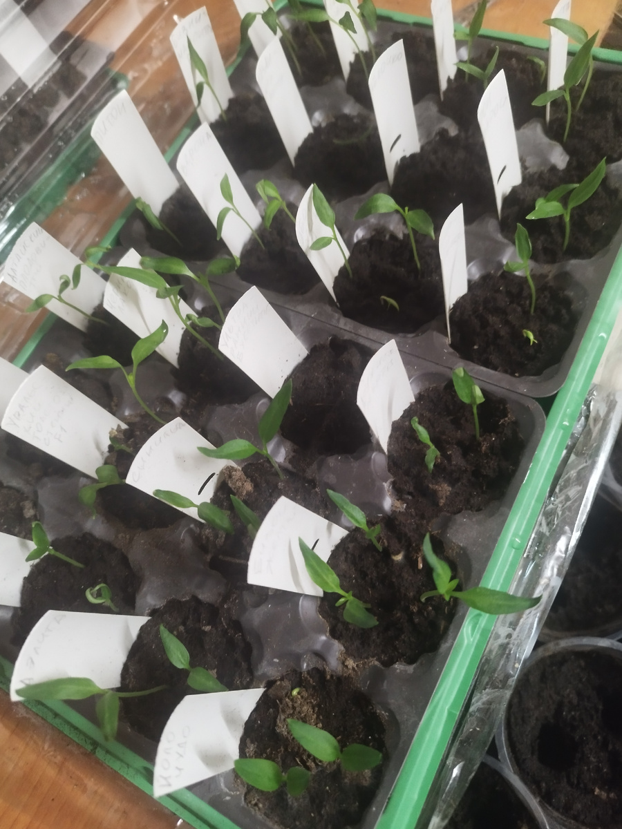 Всходы перца дружные! 👍