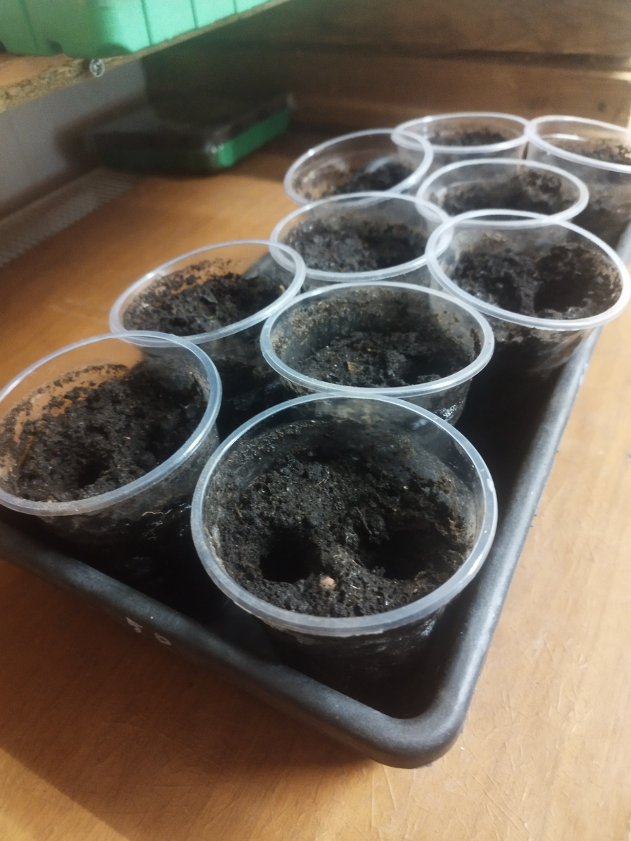 Все готово к пересадке