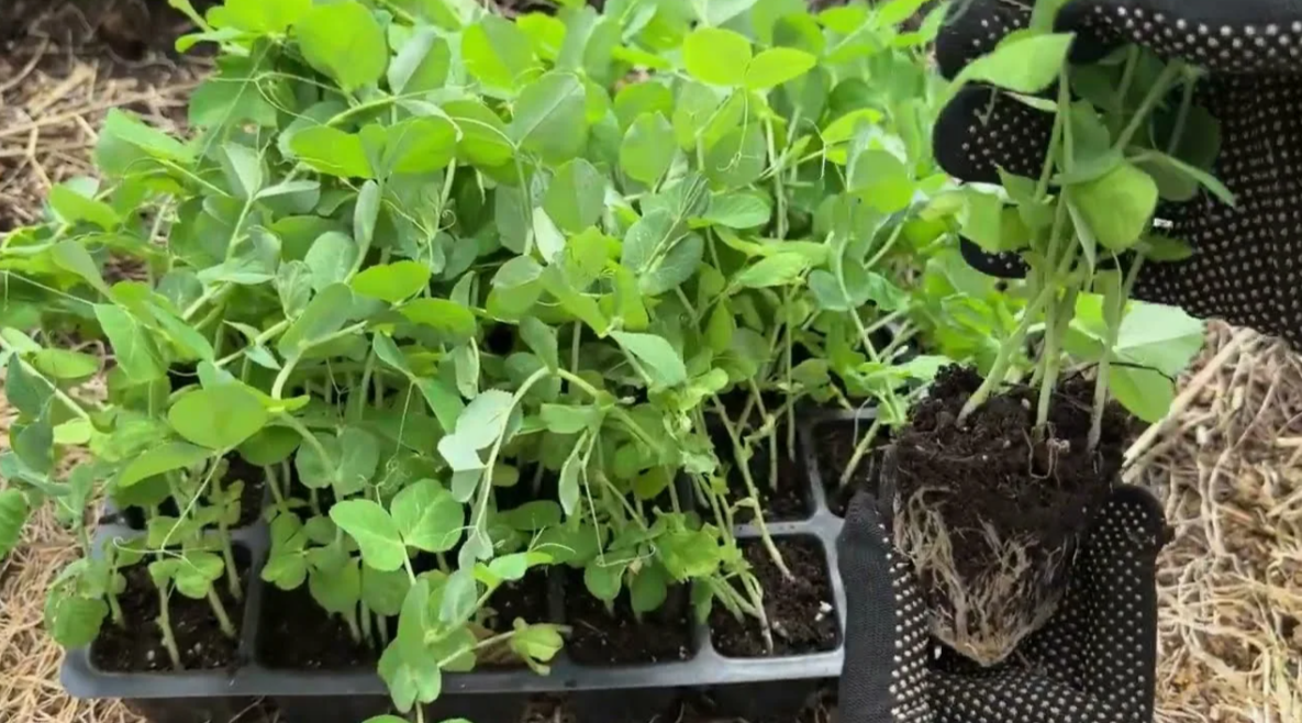 Посев гороха и бобов в марте: азотфиксаторы для вашей почвы и ранний урожай