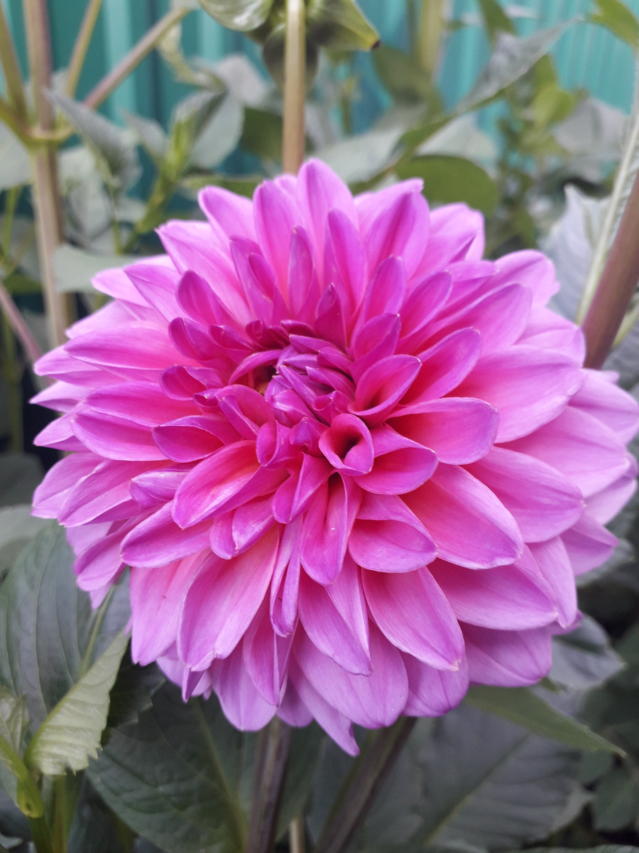 георгина Артур Хамбли