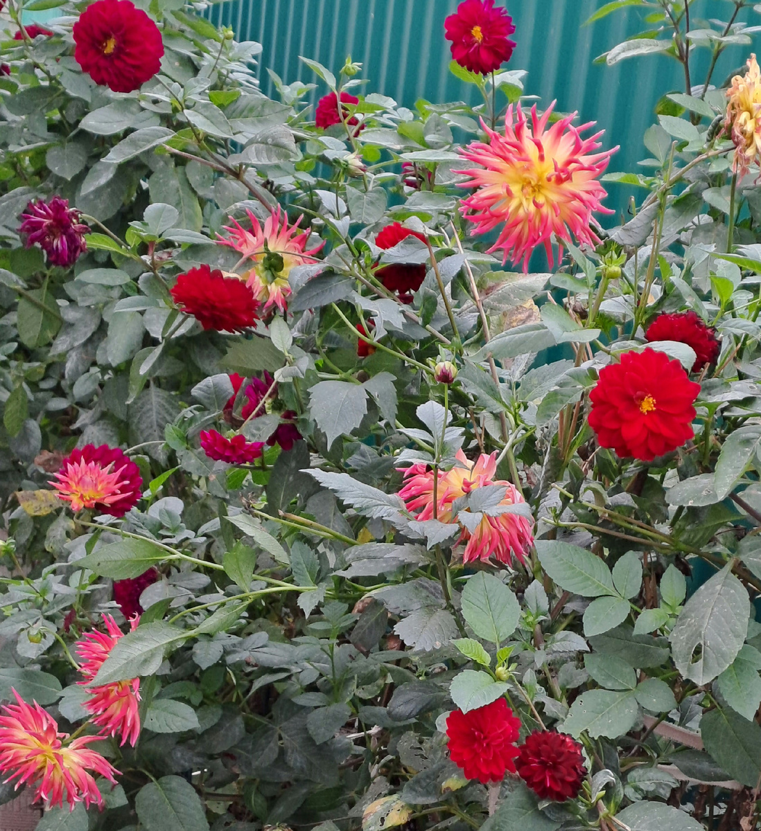 Смесь сортов георгин