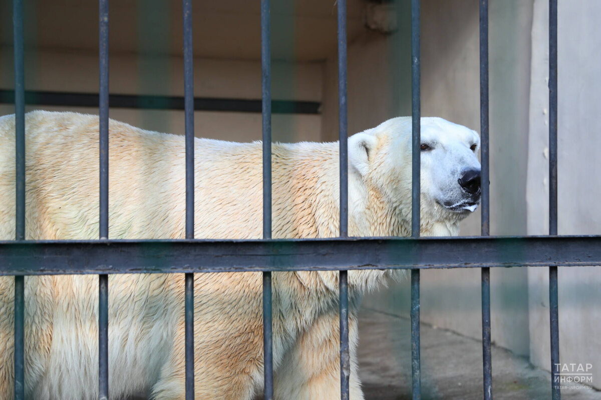 Фото: © Михаил Захаров / «Татар-информ»