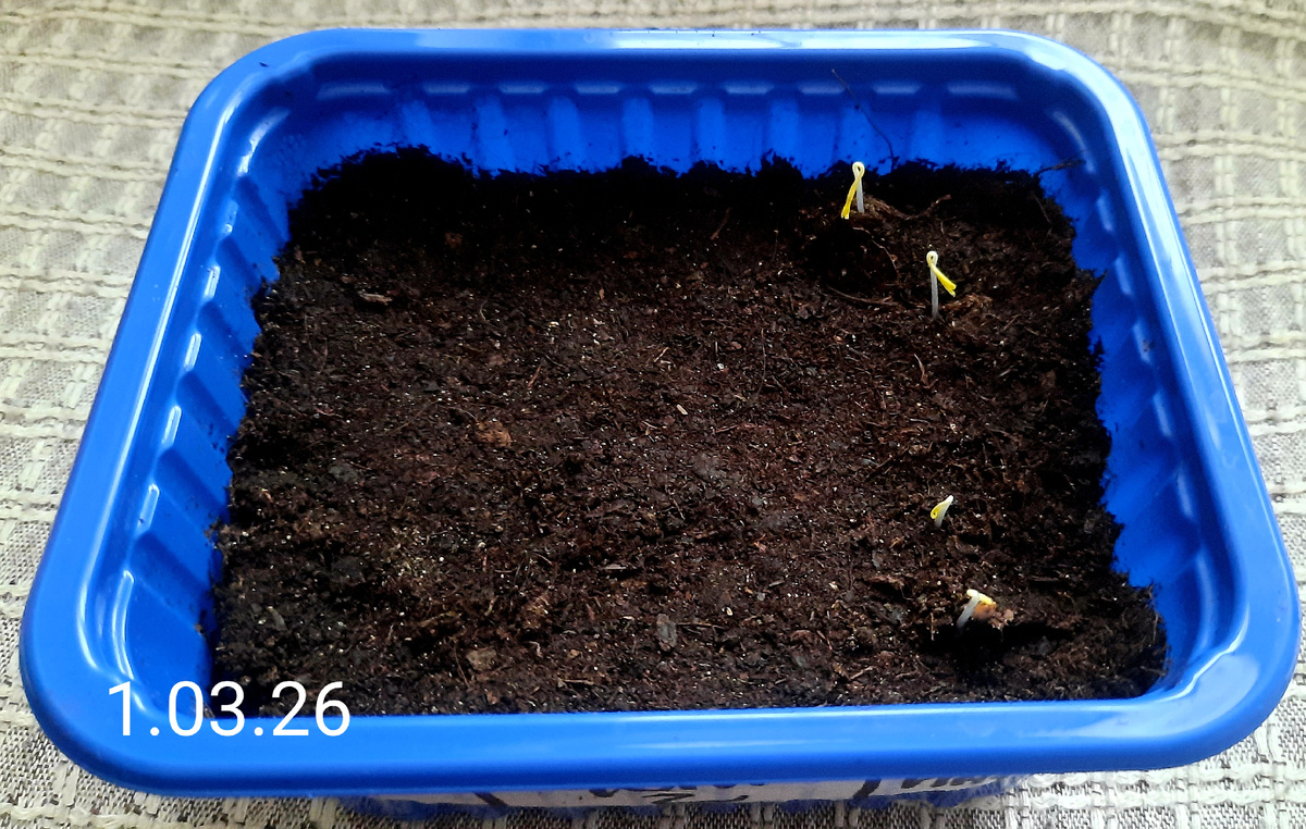 Фото автора. Первым выскочил  баклажан Северный индиго F1.