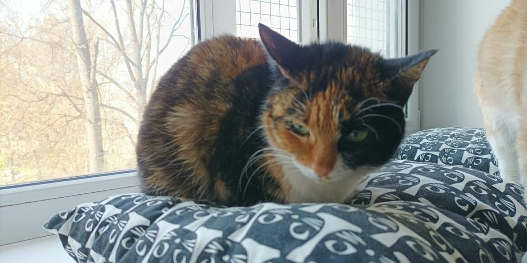 Съехала с квартиры, оставив свою кошку у подъезда