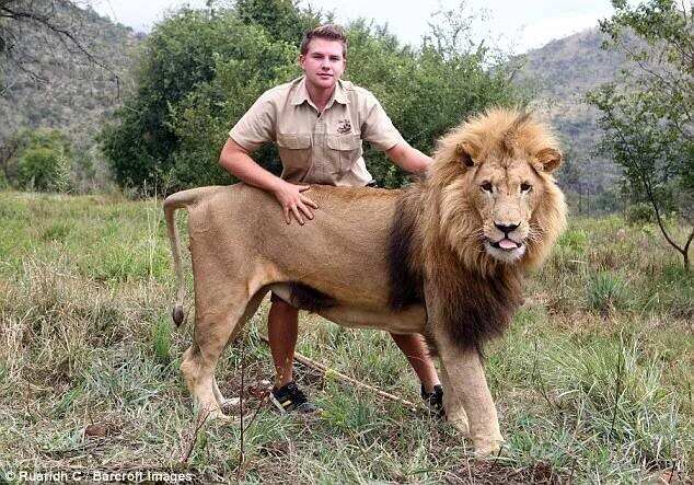 Современный лев в сравнении с человеком.