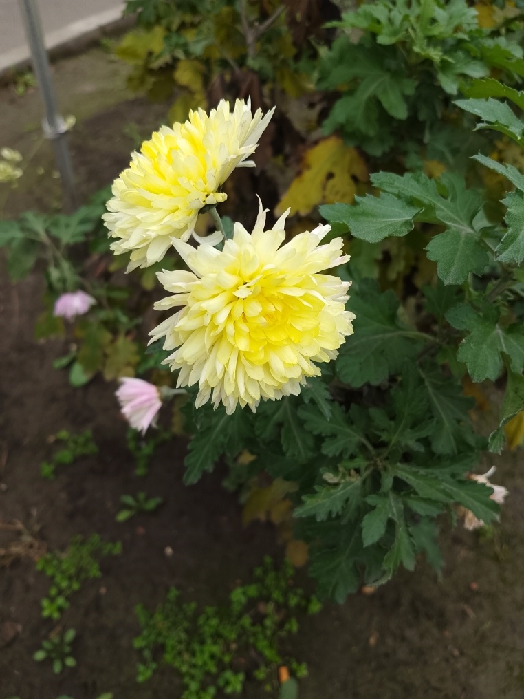 Цветы зимой на улице в Краснодаре