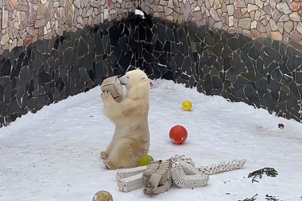    Хаарчаане приготовили подарок. Фото: Ленинградский зоопарк