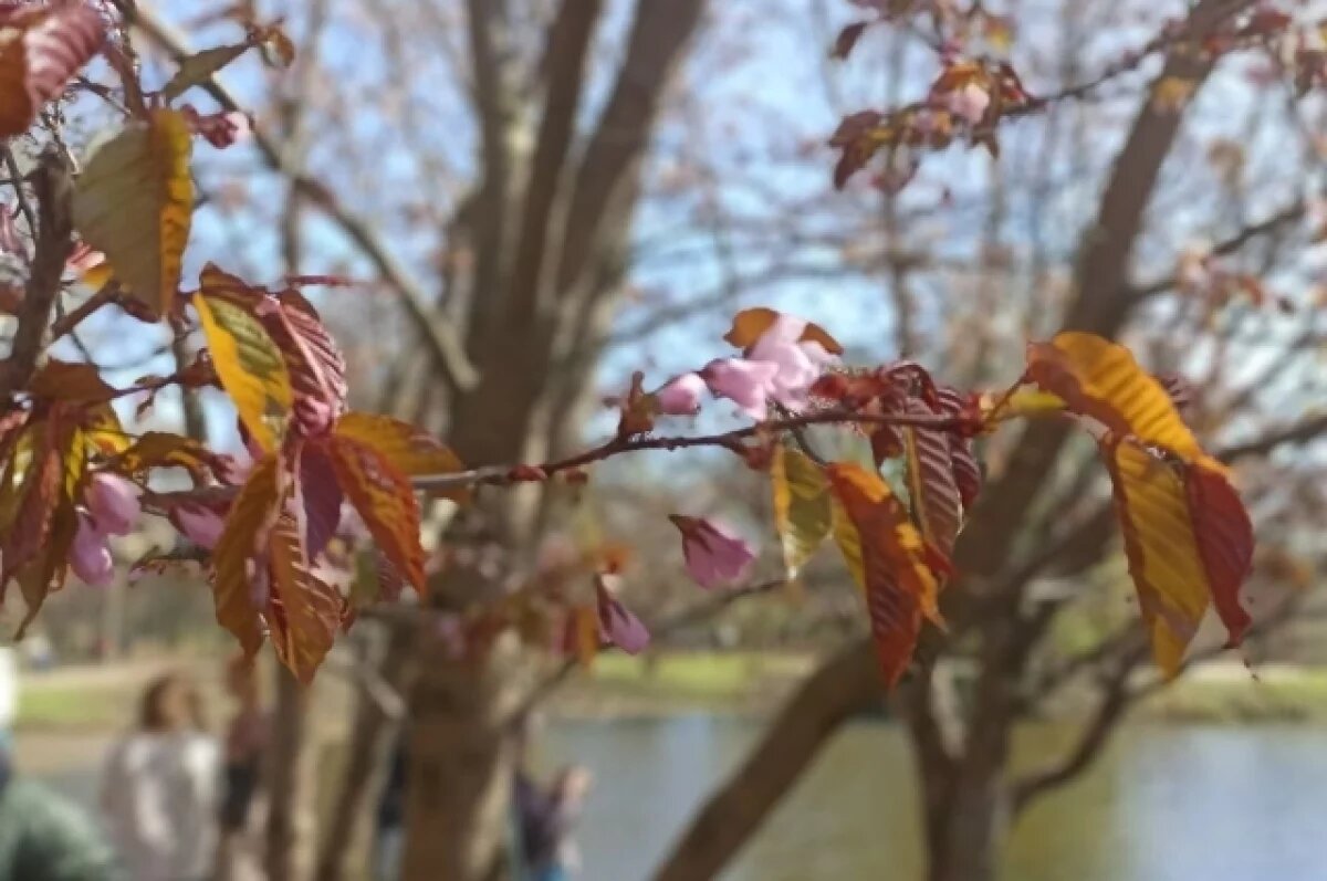   Сезон цветения начнется позже из-за холодной весны в Нижнем Новгороде