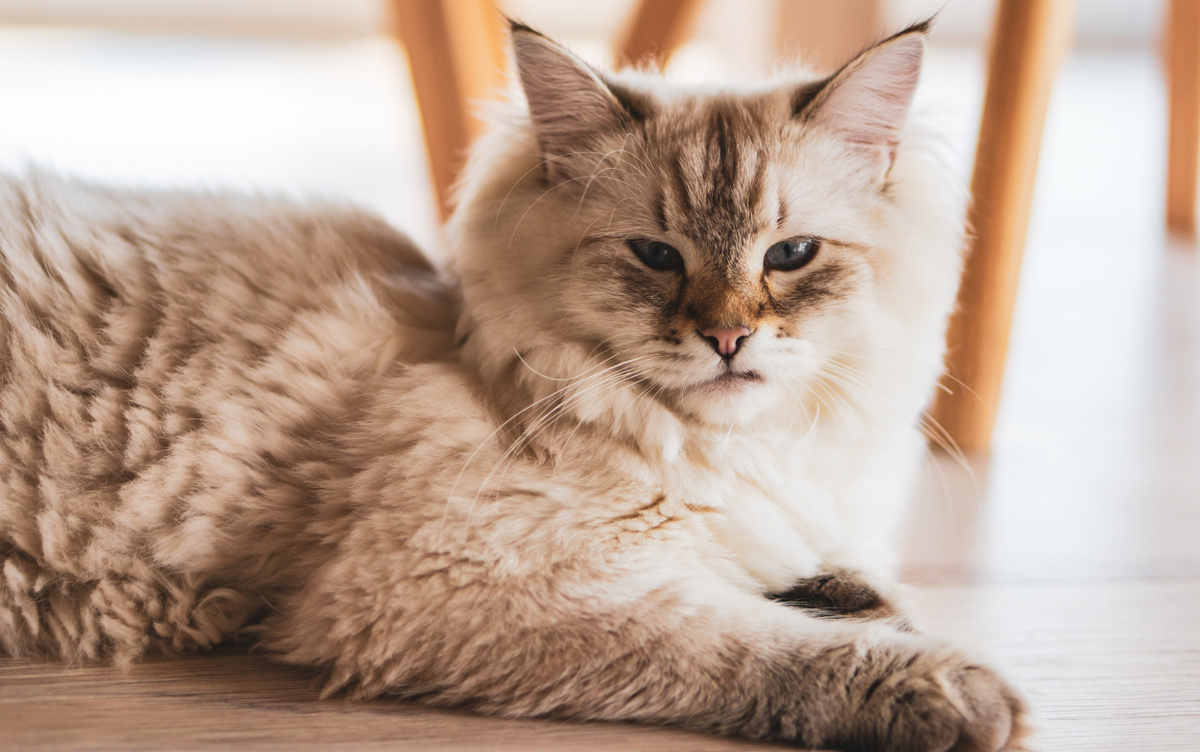    Страдает каждая третья кошка - причины и профилактика хронической болезни почек