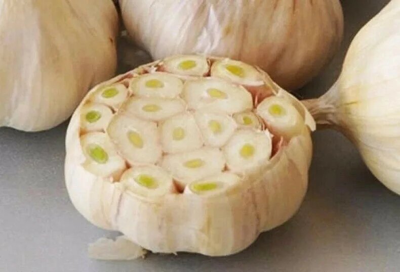 Чеснок яровой: когда сажать в марте, чтобы головки были крупными