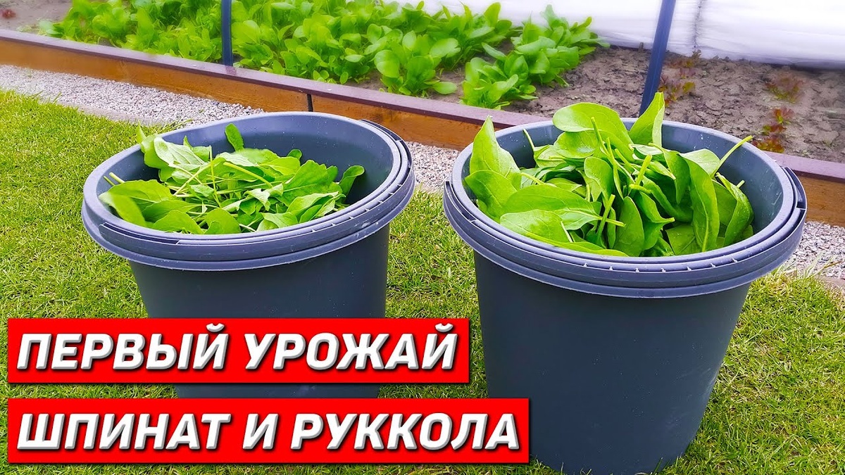 Шпинат и руккола: самые холодостойкие культуры для посева в марте